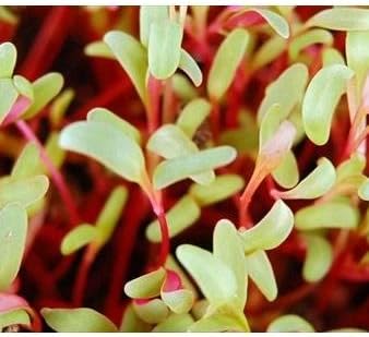 Ruby Red Swiss Chard Seeds: 4 Oz - Vegetable Garden & Microgreens Seed - Non-GMO Seeds for Indoor & Outdoor Gardening