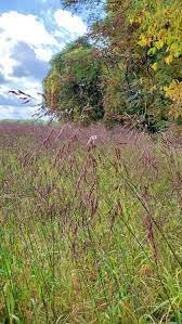 Purpletop Tridens Grass Seeds for Planting - Tridents flavus (5,000 Seeds)