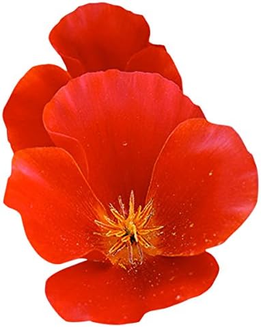 California Splendid Mix of California Poppy Seeds - Approximately 6,000 Seeds - Non GMO
