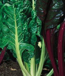 Swiss Chard FordHook Giant Garden Heirloom Vegetable by Seeds Kingdom Bulk 5,000 Seeds