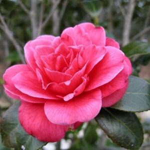 100 Mixed Colors Double Camellia Impatiens (Balsam/Lady Slipper/Touch Me Not) Impatiens Balsamina Flower Seeds