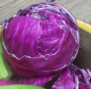 Cabbage Red Acre Great Heirloom Vegetable by Seed Kingdom Bulk 12,000 Seeds