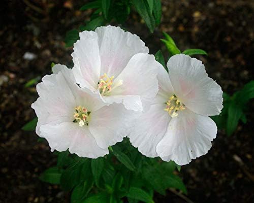 White Godetia Flower Seeds (Clarkia Amoena) – 1500+ Non-GMO Heirloom Seeds, by Isla’s Garden Seeds, Perfect for Planting in Home Gardens, Easy to Grow, Pure White Blooms, Great Gardening Gift