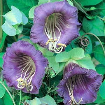 Park Seed Royal Plum Cathedral Bells Vine Seeds, Pack of 15 Seeds