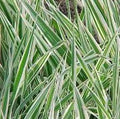 Reed Canary Grass (1,000 Seeds) - Ornamental Grass - Phalaris arundinacea