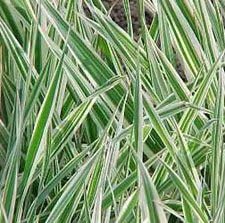 Reed Canary Grass (1,000 Seeds) - Ornamental Grass - Phalaris arundinacea