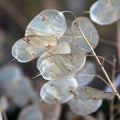 TomorrowSeeds - Money Plant (Lunaria) Seeds - 150+ Count - for 2026 Planting Non-GMO Heirloom Lunaria Honesty Silver Dollar Perennial Wildflower Garden Flower Dried Bouquet House Plant Live