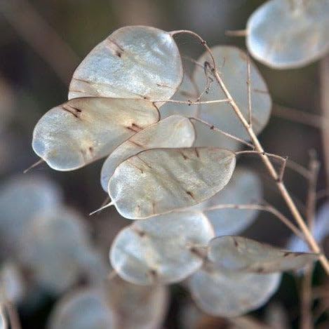 TomorrowSeeds - Money Plant (Lunaria) Seeds - 150+ Count - for 2026 Planting Non-GMO Heirloom Lunaria Honesty Silver Dollar Perennial Wildflower Garden Flower Dried Bouquet House Plant Live