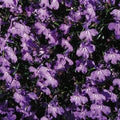 Park Seed Lobelia Flower Plant Seeds, Easy to Grow, Perfect for Spring Garden, Crystal Palace, Pack of 20