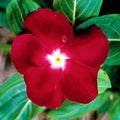 Park Seed Vinca Flower Plant Seeds, Easy to Grow, Perfect for Spring Garden, Jaio Dark Red, Pack of 50