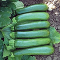 Park Seed Zucchini Squash Seeds – Grow Your Own Garden Vegetables, Green Machine, High-Yielding with Uniform 6–7 Inch Fruits, Vigorous & Easy to Harvest, Midwest & Southeast Favorite, Pack of 10