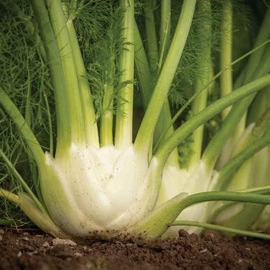 150 Bulbing Fennel Vegetable Seeds for Planting - Grow Preludio Fennel Bulbs for Cuisine