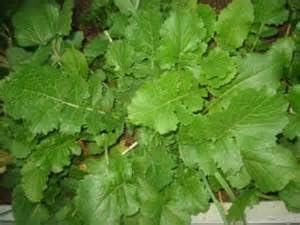 Turnip Seven Top Deer Food Plot Great Heirloom Vegetable by Seed Kingdom Bulk 1/2 Lb Seeds