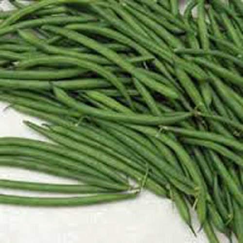 Stringless String Bean Seeds 10 Ounce A Garden Favorite, Early Producer and Heavy yielding Bean. "COOL BEANS n SPROUTS" Brand,