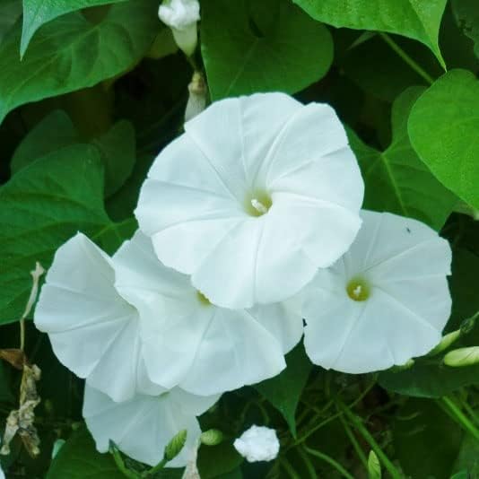 Eden Brothers Morning Glory Seeds - Pearly Gates, Non-GMO Seeds for Planting, 1 oz | Low-Maintenance Flower Seeds, Plant During Spring, Zones 1, 2, 3, 4, 5, 6, 7, 8, 9, 10