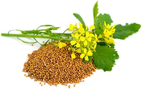 CEMEHA SEEDS - Seeds Yellow Mustard Non GMO Vegetable for Planting 500 Seeds