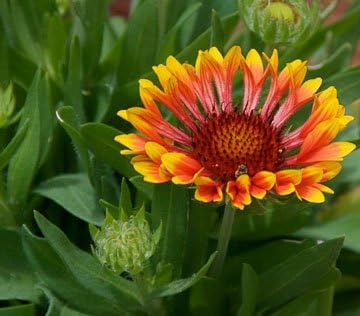 Gaillardia Indian Blanket Nice Garden Flower by Seed Kingdom 300 Seeds