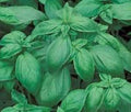 Basil Italian Large Leaf Great Garden Herb Bulk 1 Lb Seeds