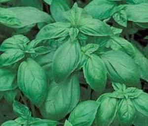 Basil Italian Large Leaf Great Garden Herb by Seed Kingdom 1,200 Seeds
