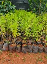 Indian Sreeghandha Seeds for Planting, Aromatic & Hardy Variety, Fast Germination, High Yield, Easy to Grow, Low Maintenance Herb for Home Garden, Pots, Backyard & All Climate Zones