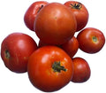 Homestead Tomato Seeds (Solanum lycopersicum) 150 Seeds (0.5 Grams)