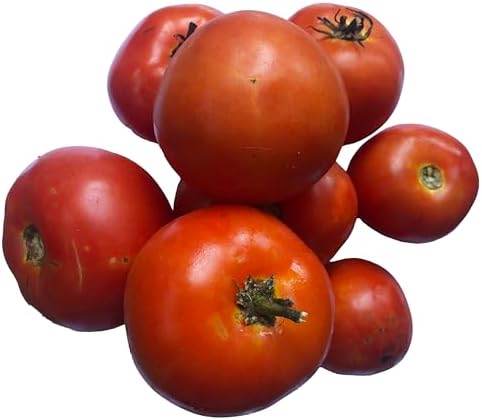 Homestead Tomato Seeds (Solanum lycopersicum) 150 Seeds (0.5 Grams)