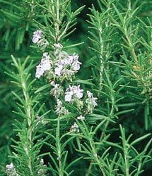 Rosemary Great Garden Herb by Seed Kingdom (1 Oz Seeds)