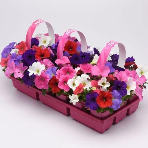 Park Seed Easy Wave Formula Mix Petunia Seeds – E3 Early Blooming Blend with Blue, Coral, Pink, Red, and White Flowers, Fragrant Spreading Habit for Beds, Baskets, or Containers – Pack of 10