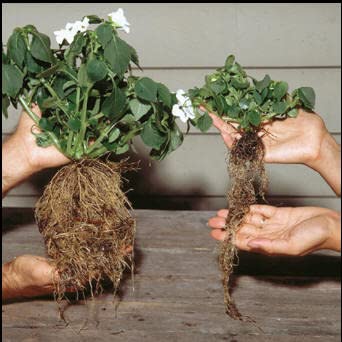Sachets: Helps Your Plants Grow Bigger Faster and Stronger