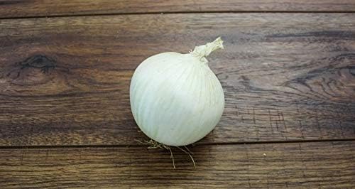 Onion White Queen Giant Seeds (Allium cepa) Heirloom Vegetable for Planting Non GMO