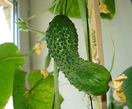 Seeds4planting - Seeds Indoor Cucumber Self-Pollinated Giant Pickling Vegetable Non GMO