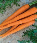 Carrot Imperator 58 Great Heirloom Vegetable by Seed Kingdom 1,300 Seeds