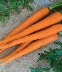Carrot Imperator 58 Great Heirloom Vegetable by Seed Kingdom 1,300 Seeds