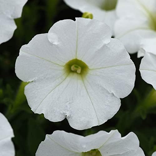 Park Seed Shock Wave White Petunia – Compact, Spreading Habit with Petite Fragrant White Blooms, Fast-Rebounding Flowers for Hanging Baskets, Containers, or Edging – Pack of 10