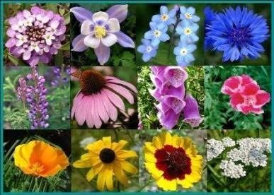 Non GMO Deer Resistant Wildflower Seed Mix (25 Lbs)