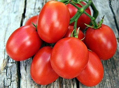 CEMEHA SEEDS - Seeds Red De-Barao Tomato Determinate Non GMO Vegetable for Planting