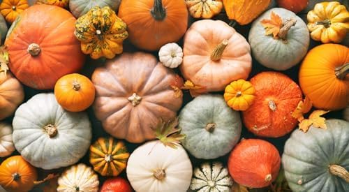 Jarrahdale Large Blue Pumpkin Seeds - One of The Most Intereting and Decorative Pumpinks as Well as Delicious