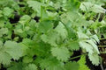 Cilantro Slow Bolting Also Known Ascoriander Chinese Parsley Great Herb Heirloom Vegetable 1,200 Seeds