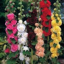 Hollyhock Mixed Color Flower Seeds, 20 Seeds, Rainbow Garden Collection Gorgeous Blooms Limited Supply Order Now!