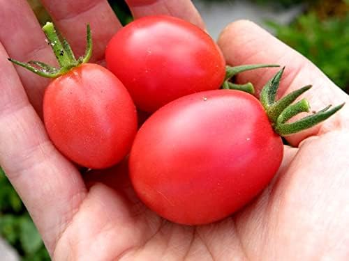 NIKA SEEDS - Seeds Vegetable Pink De Barao Tomato - 30 Seeds