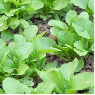 1000 African Cabbage Seeds | Non GMO Heirloom Cover Crop Ethiopian Green Lettuce Garden Collards Kale Spinach Seed