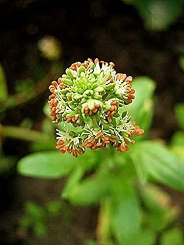 KIRA SEEDS - Seeds Reseda - Garden Mignonette - Heirloom Herb - GMO Free