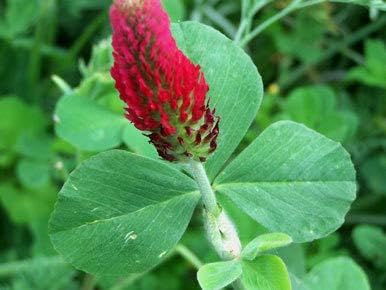 Crimson Clover Seeds for Planting, 1500+ Seeds/Packet, Thick Foliage, Ground Cover & Soil Enhancing-Low Maintenance Flowering Plant, Attracts Pollinators, (Isla's Garden Seeds), Trifolium incarnatum