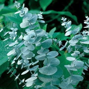 Eucalyptus Seeds for Planting (50 Seeds) - Popular for Cut and Flowers and Decor