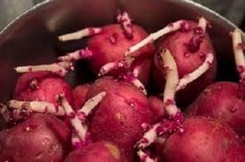Simply Seed™ - 5 LBS - Red Norland Certified Potato Seed - Non GMO - Whole Potatoes - Ready to Grow