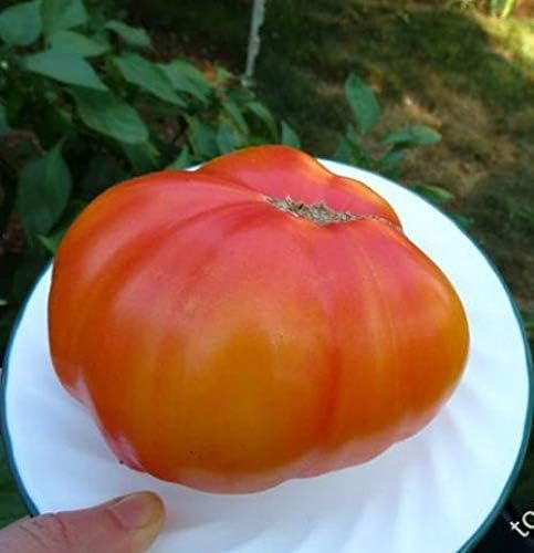 RAISE ME UP: Seeds Rainbow Beefsteak Tomato Variety from Minnesota Giant Indeterminate Non GMO Heirloom