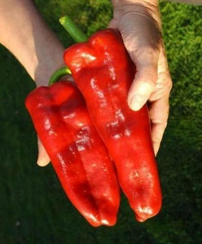 CEMEHA SEEDS - Seeds Giant Sweet Bell Pepper Red Horn Non GMO Vegetable for Planting
