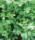 Parsley Italian Flat Leaf Dark Green Great Garden Herb Seeds by Seed Kingdom (3,000 Seeds)