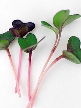 Red Rock Mammoth Cabbage Seeds: 1 Oz - Non-GMO, Chemical Free Sprouting Seeds for Vegetable Gardening & Growing Microgreens