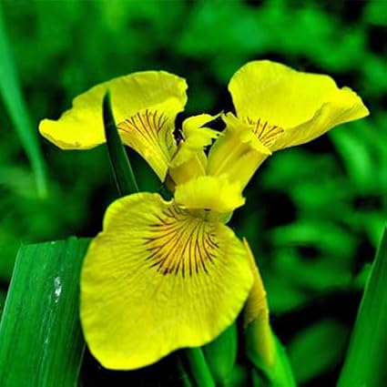 35pcs Mixed Color Rare Heirloom Iris Seeds - Stunning Colors for Your Garden - Uncommon Varieties